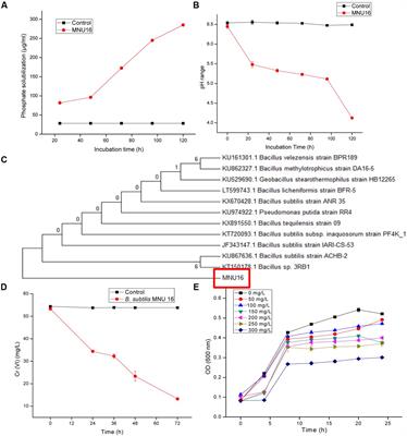 Tolerance and Reduction of Chromium(VI) by Bacillus sp. MNU16 Isolated from Contaminated Coal Mining Soil